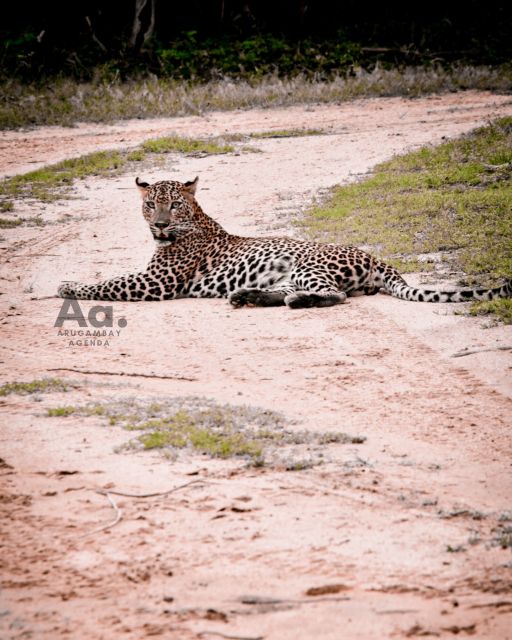 Arugambay to Yala: Wild Safari + Drop-off Flexibility - Group Size and Guidance