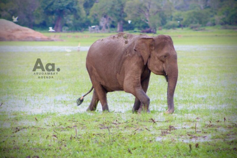 Arugambay to Yala: Wild Safari + Drop-off Flexibility - Inclusions and Amenities