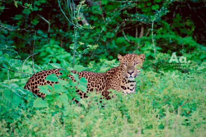 Arugambay to Yala: Wild Safari + Drop-off Flexibility - Pickup and Drop-off