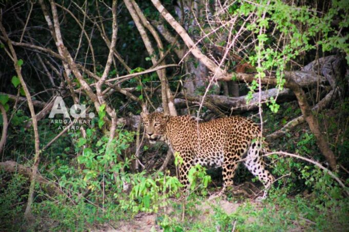 Arugambay to Yala: Wild Safari + Drop-off Flexibility - Safety and Recommendations