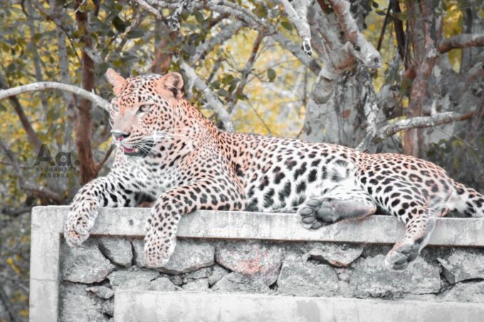 Arugambay to Yala: Wild Safari + Drop-off Flexibility - Customer Reviews