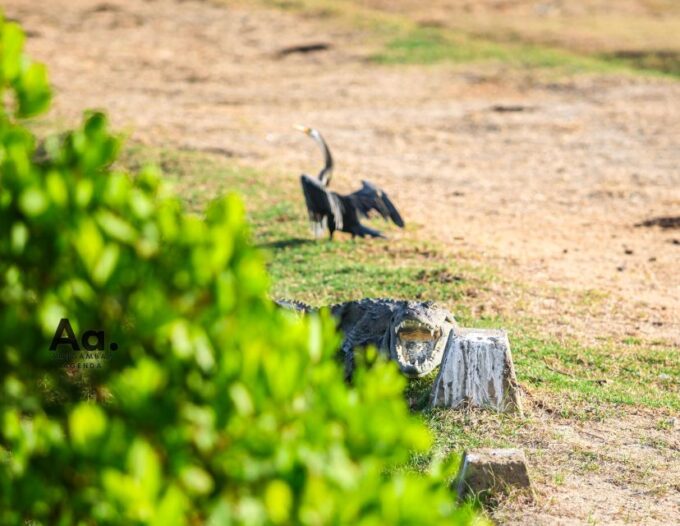 Arugambay to Yala: Wild Safari + Drop-off Flexibility - Booking and Cancellation