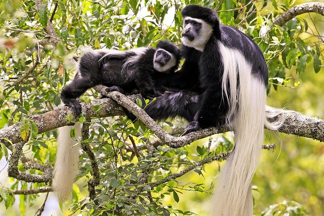 Arusha National Park Guided Day Tour From Arusha - Afternoon Game Drive