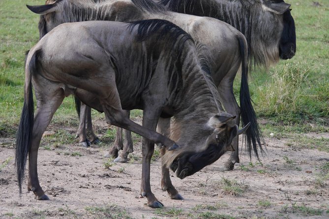 Arusha National Park Half Day Tour - Pickup Information