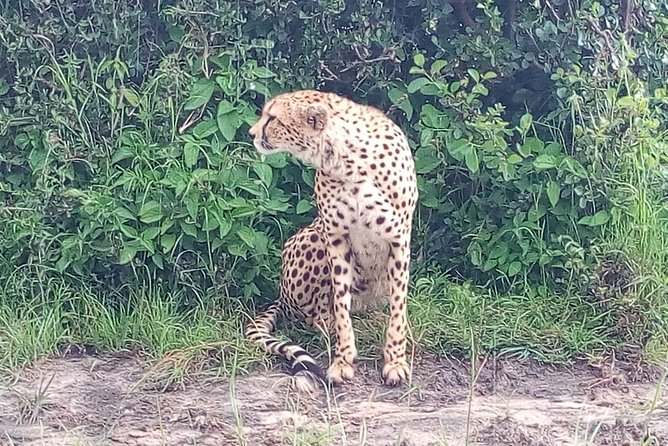 Arusha National Park Half Day Tour - Experience Highlights