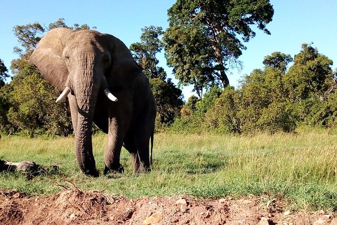 Arusha National Park Half Day Tour - Traveler Reviews