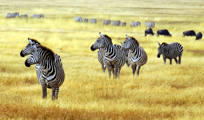 Arusha National Park Safari by Jeep - Key Points