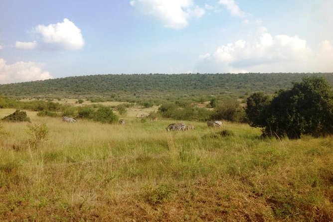 Arusha National Park Safari by Jeep - Accessibility and Participation