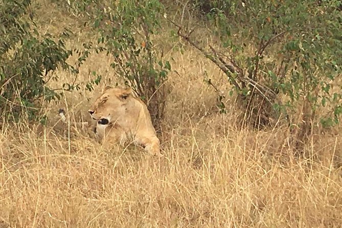 Arusha National Park Safari by Jeep - Traveler Reviews and Feedback