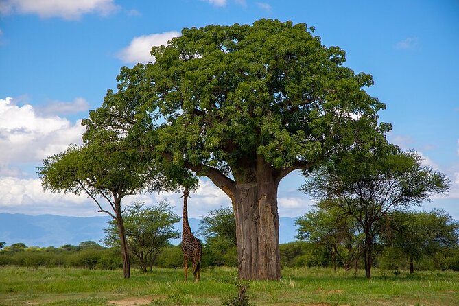 Arusha: Private 3 Day Safari Tarangire, Ngorongoro, Lake Manyara - Overview of the Safari