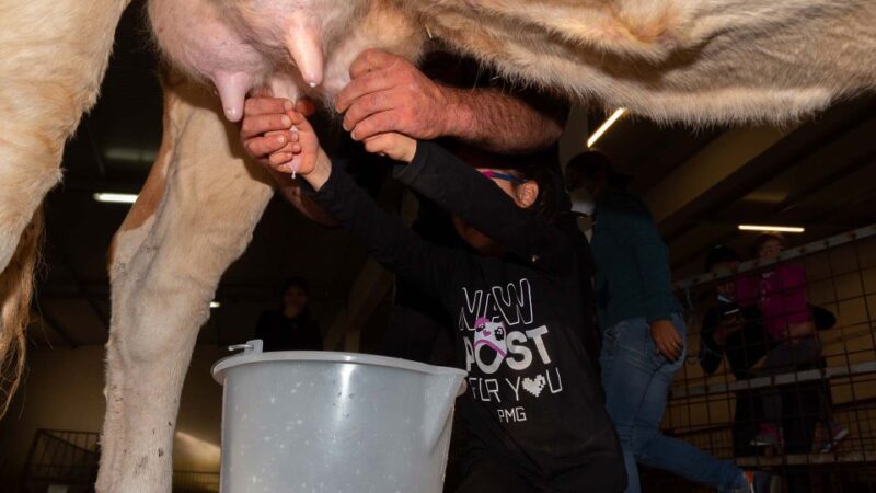 Arzana: Day With a Shepherd W/ Lunch in a Farm - Key Points
