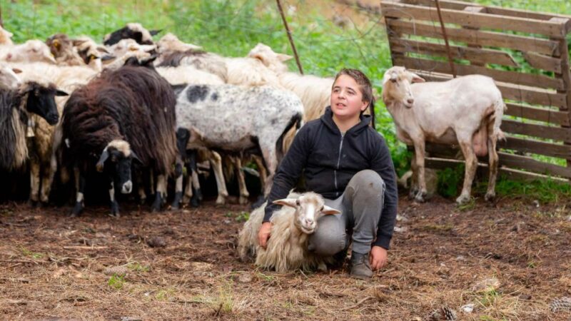 Arzana: Day With a Shepherd W/ Lunch in a Farm - Sardinian Lunch With Local Delicacies