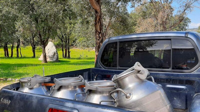 Arzana: Day With a Shepherd W/ Lunch in a Farm - Digital Detox in Nature