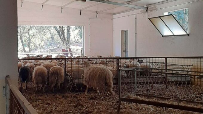 Arzana: Day With a Shepherd W/ Lunch in a Farm - Pets Policy