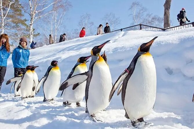 Asahiyama Zoo One-Day Tour - Key Points