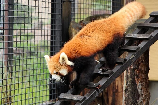 Asahiyama Zoo One-Day Tour - What to Expect at Asahiyama Zoo