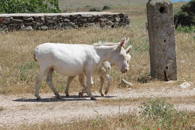 ASINARA ISLAND TOUR - Full Day (Off Road Tour in the National Park) - Historical Sites and Structures