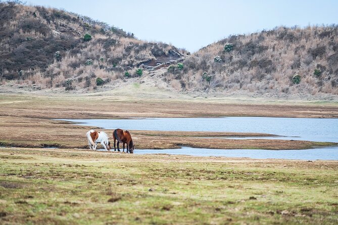 Aso Vocano, Grassland,Onsen and Aso Shrine 1-Day Tour - Customer Reviews