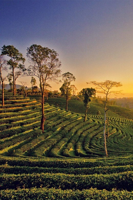 Assam Wildlife, Nature, & Cultural Tour 10D/9N - Key Points