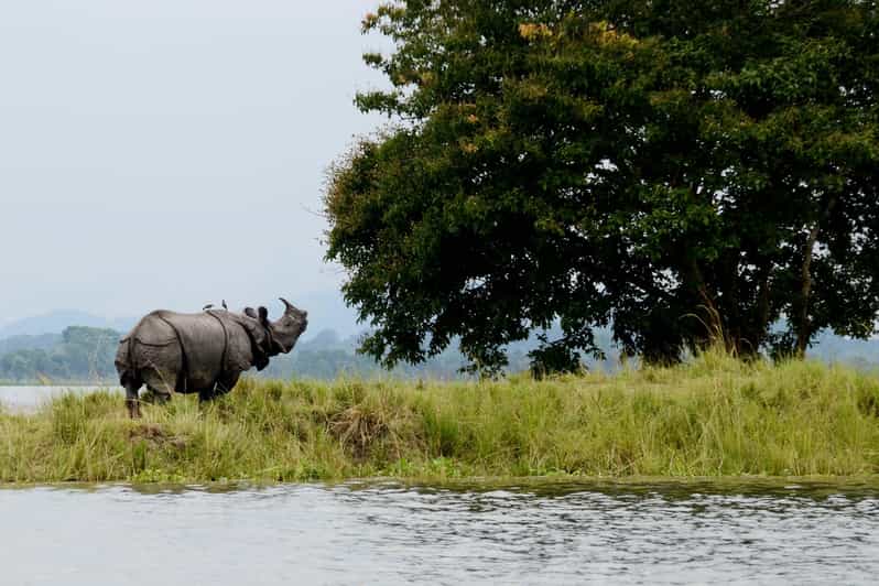 Assam Wildlife, Nature, & Cultural Tour 10D/9N - Kaziranga National Park Safaris
