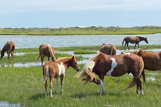 Assateague Island Cruise Departs from Ocean Pines - Assateague Island Cruise Departs from Ocean Pines: A Deep Dive