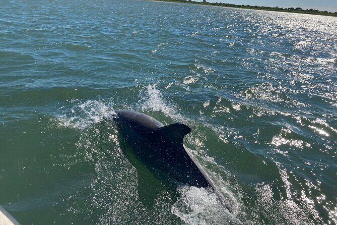 Assateague Island Cruise Departs from Ocean Pines - Key Points