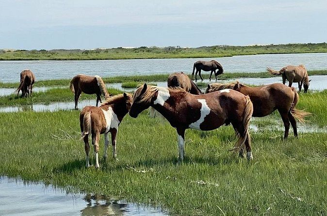Assateague Island Cruise Departs from Ocean Pines - Final Word