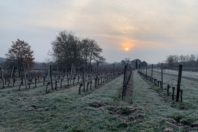Assemble Your Own Wine Cuvée in the Vineyard - Booking Details