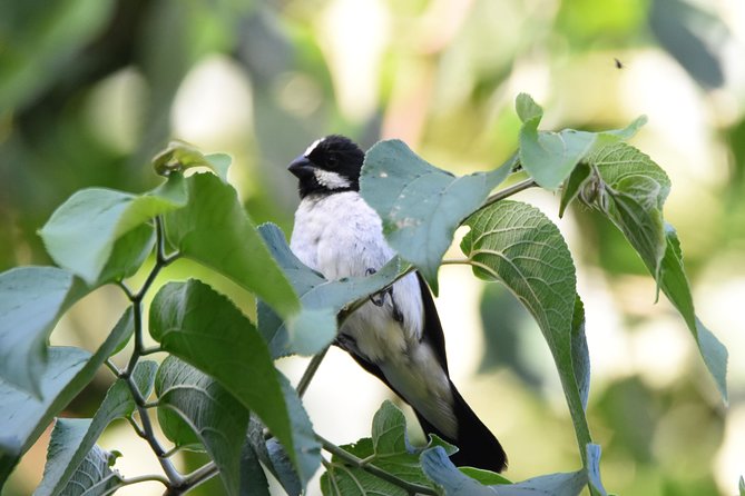 Asuncion Birding Tour - Key Points