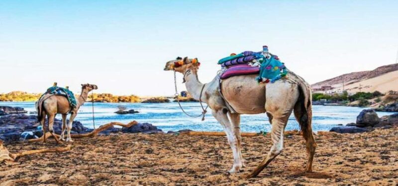 Aswan: Day Trip to Nubian Village With Camel Tour - Key Points