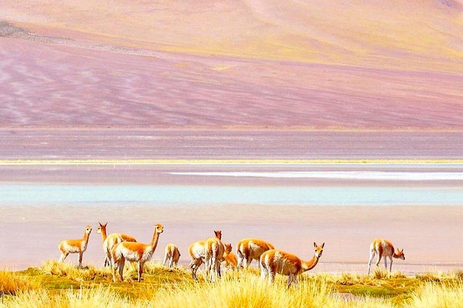 Atacama All Inclusive 3 Days / 3 Nights / 3 Tours + Lodging - Day 2: Geysers Del Tatio and Machuca