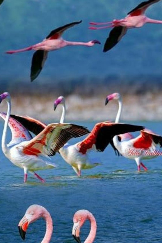 Atacama, Routes of the Salars - Customer Feedback