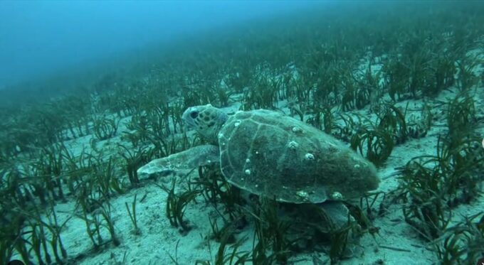 Athens: Try Scuba Diving - Booking and Cancellation