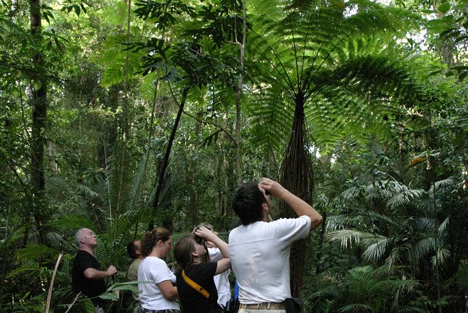 Atherton Tablelands Rain Forest by Night From Cairns - Small-Group Tour Experience