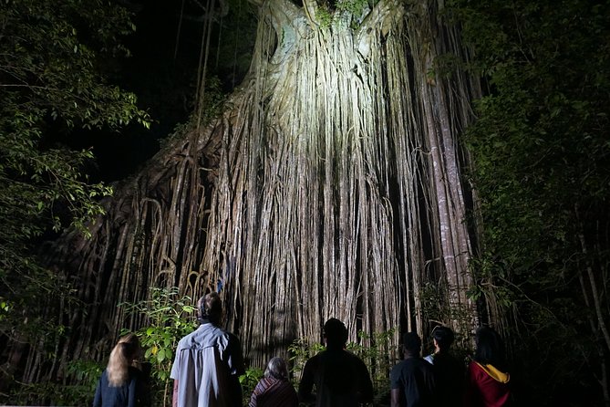 Atherton Tablelands Rain Forest by Night From Cairns - Inclusions and Equipment Provided
