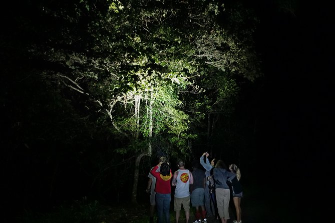 Atherton Tablelands Rain Forest by Night From Cairns - Itinerary and Schedules