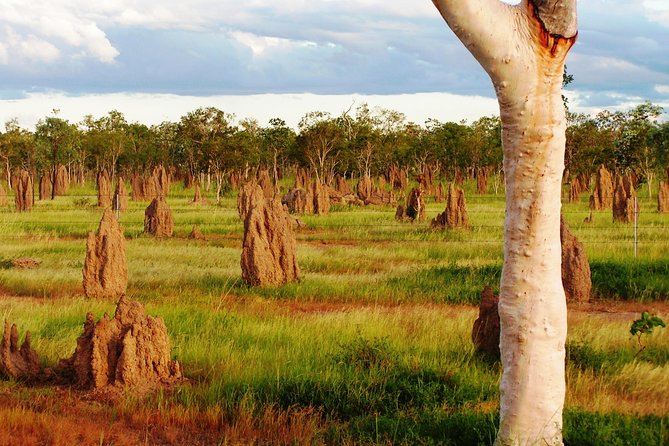 Atherton Tablelands Small-Group Food & Wine Tasting Tour From Port Douglas - Dietary Requirements