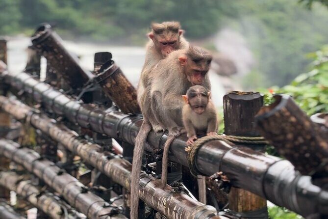 Athirappilly Waterfalls Day Trip from Kochi with Transfers - Key Points