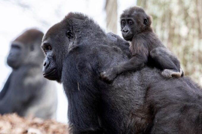 Atlanta: Citypass® With Tickets to 5 Top Attractions - Customer Feedback and Ratings