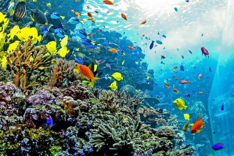 Atlanta: Georgia Aquarium Skip-the-Box-Office Entry Ticket - The Value of Your Ticket
