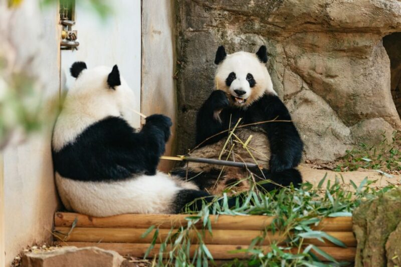 Atlanta: Zoo Atlanta General Admission Ticket - Key Points