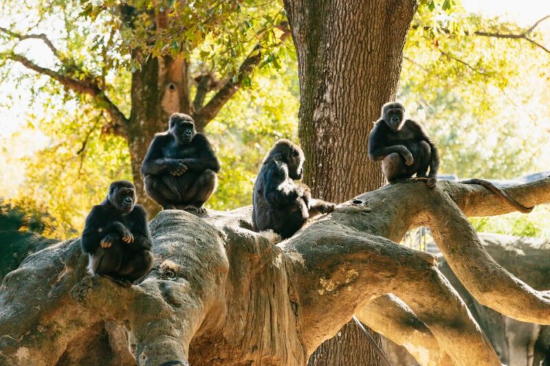 Atlanta: Zoo Atlanta General Admission Ticket - Zoo Highlights