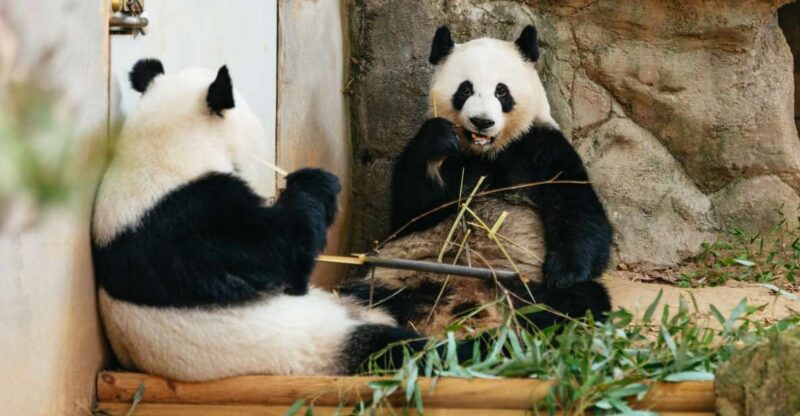 Atlanta: Zoo Atlanta General Admission Ticket - Visitor Experience