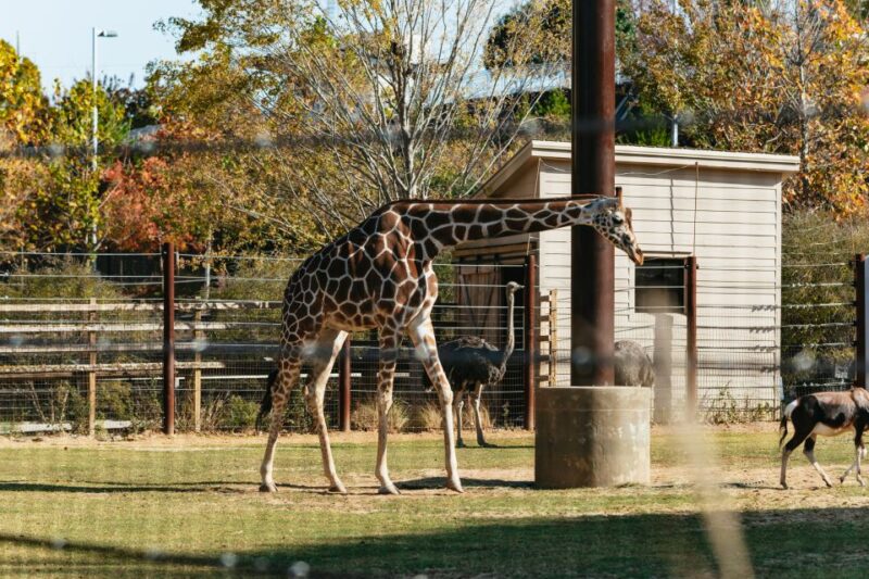 Atlanta: Zoo Atlanta General Admission Ticket - Important Guidelines