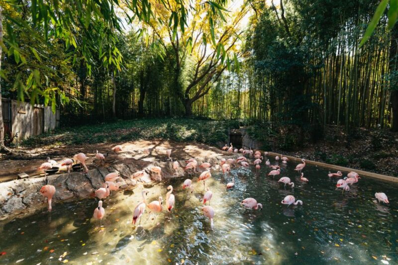 Atlanta: Zoo Atlanta General Admission Ticket - Customer Reviews