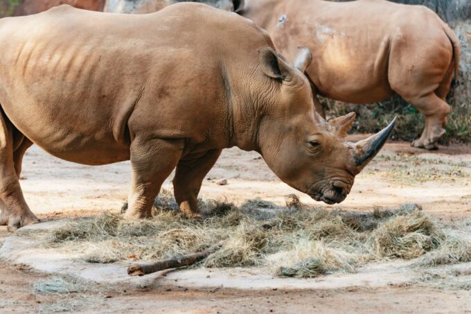 Atlanta: Zoo Atlanta General Admission Ticket - Flexible Booking Options