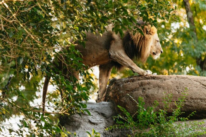Atlanta: Zoo Atlanta General Admission Ticket - Animal Well-being Focus