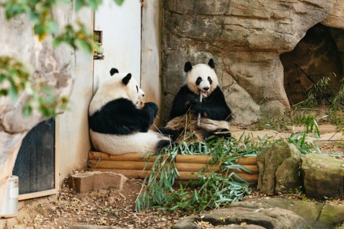 Atlanta: Zoo Atlanta General Admission Ticket - Top-rated Destination