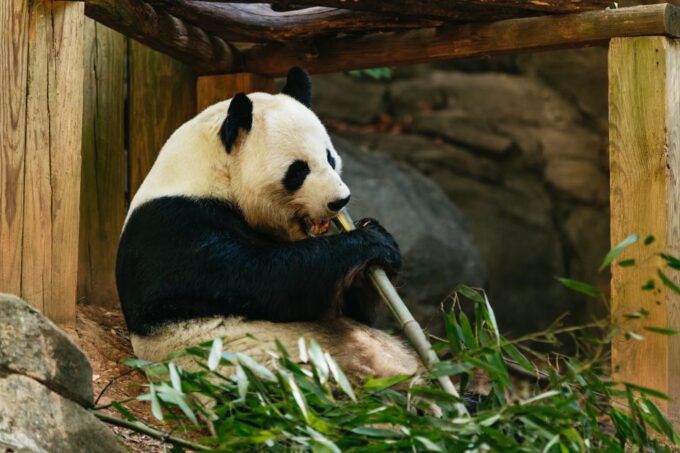 Atlanta: Zoo Atlanta General Admission Ticket - Frequently Asked Questions