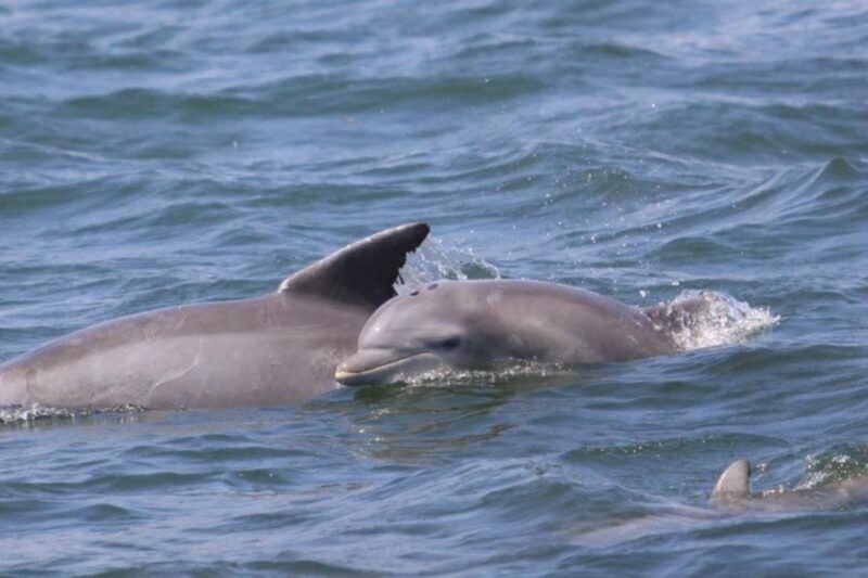 Atlantic City: Dolphin Watching Ocean Cruise Adventure - Key Points
